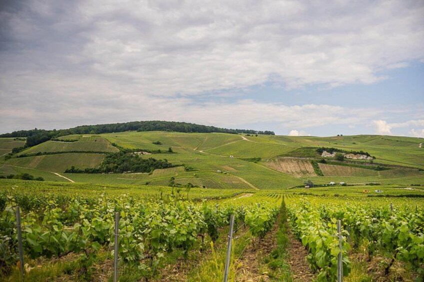 Champagne landscape 1