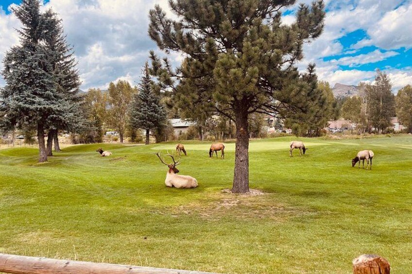 A grassy field with several elk grazing and resting under trees. 3