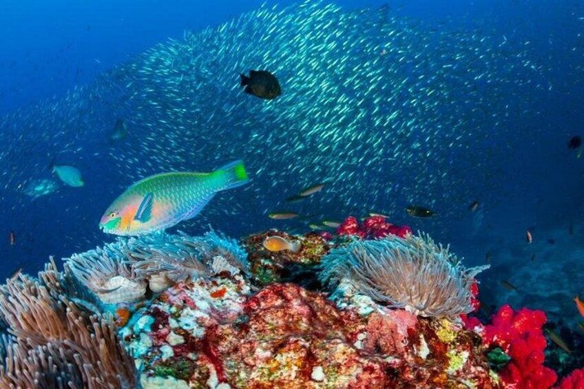 Champagne Reef 2