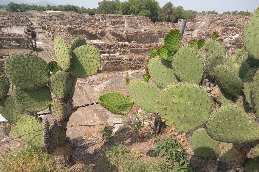A cactus in a desert-like environment with ruins in the background. 2