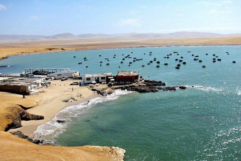 From Huacachina or Ica : Ballestas Islands + Paracas (Round Trip) 5