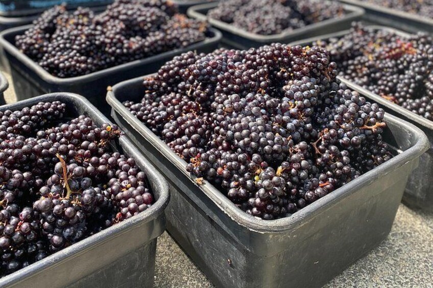 Several black bins filled with dark purple grapes. 3