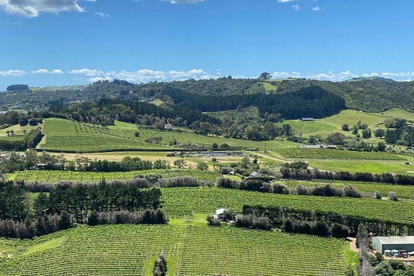 Paisaje de viñedos con colinas onduladas y cielo despejado. 5