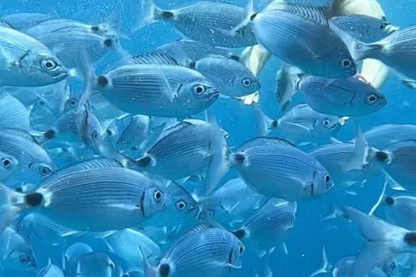 Een school vissen zwemt in de oceaan. 2