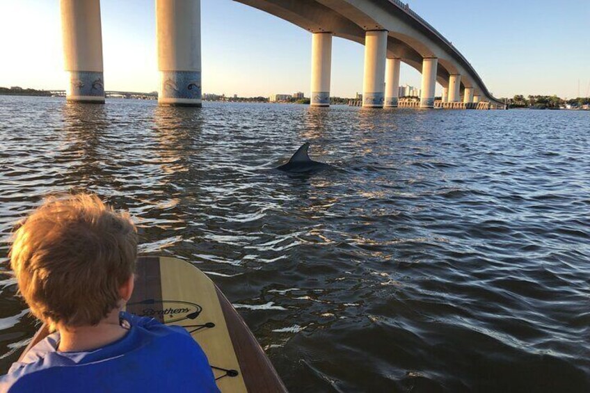 A person on a boat with a surfboard, a bridge in the background, and a dolphin in the water. 1