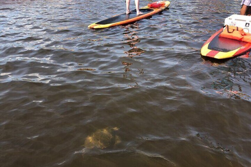 A person standing on a paddleboard in a body of water. 2