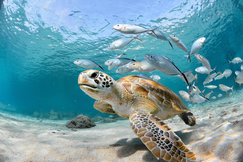 Barbados: Carlisle Bay Beach Day and Turtle Swim Experience 2
