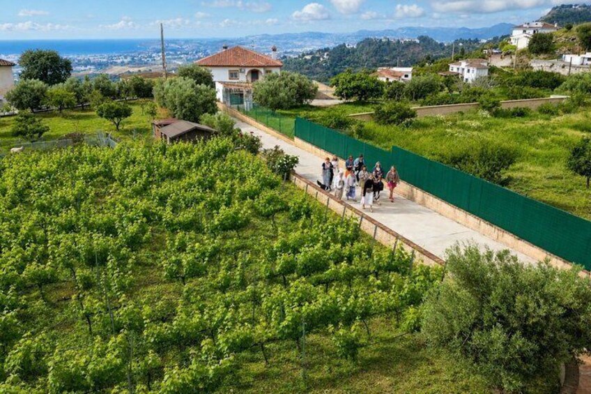 Malaga Organic Vineyard & Winery: 6 Wines, 2 Oils & Transfer 2