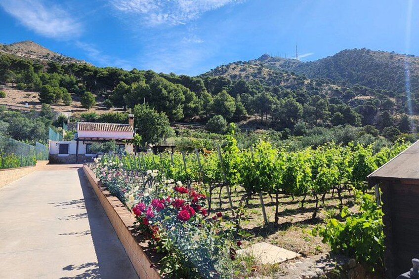 A vineyard with rows of grapevines, a building, and a hilly landscape in the background. 2