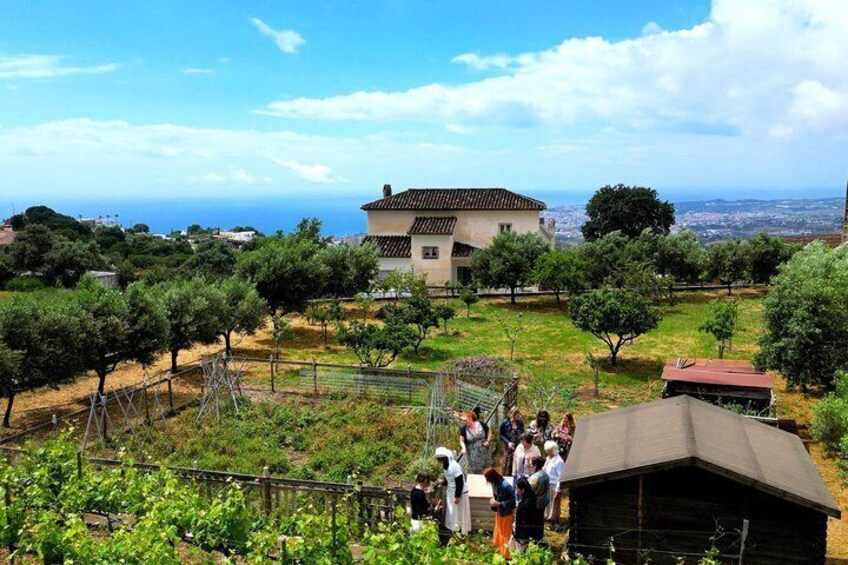 Malaga Organic Vineyard & Winery: 6 Wines, 2 Oils & Transfer 3