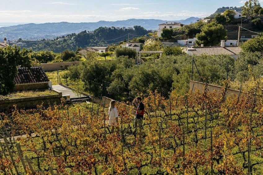Malaga Organic Vineyard & Winery: 6 Wines, 2 Oils & Transfer 3