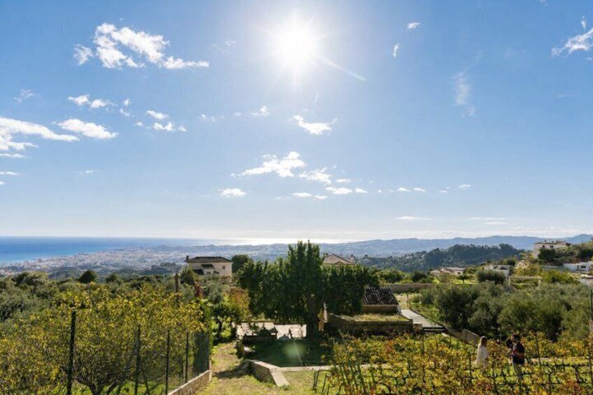 Malaga Organic Vineyard & Winery: 6 Wines, 2 Oils & Transfer 5