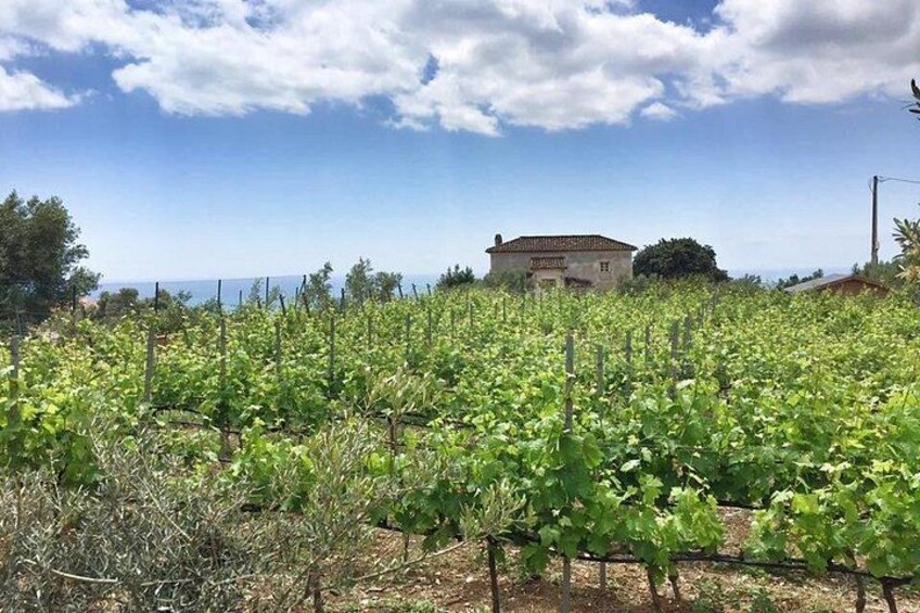Andalusian Escape: Beautiful countryside views just minutes from Malaga 4