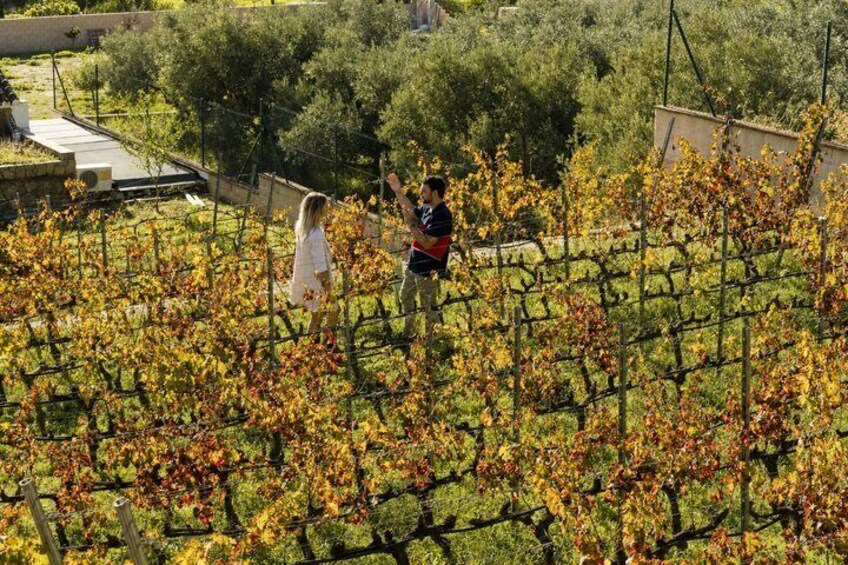 Malaga Organic Vineyard & Winery: 6 Wines, 2 Oils & Transfer 2