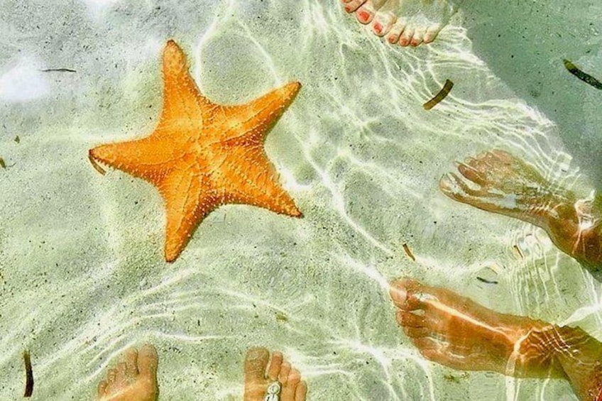 A starfish on a sandy beach with footprints around it. 5