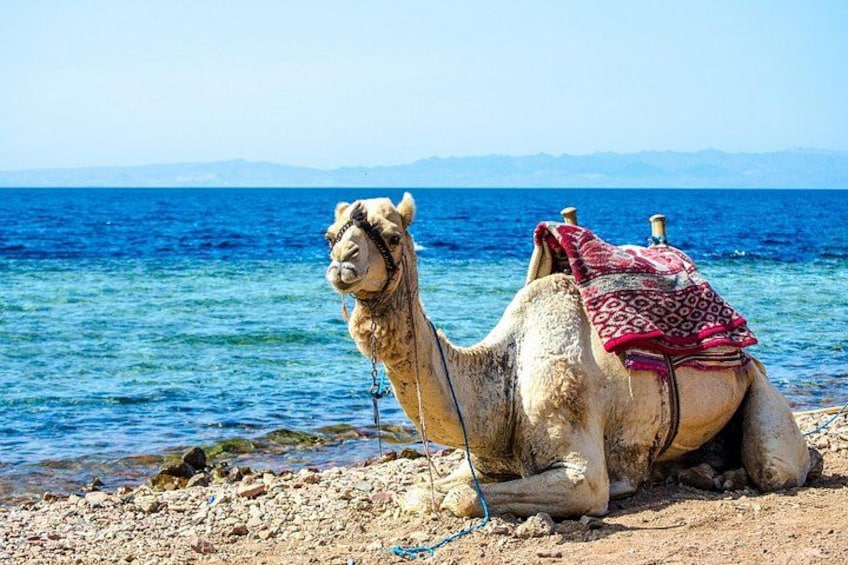 A camel with a saddle by a rocky shore with a body of water and mountains in the background. 2
