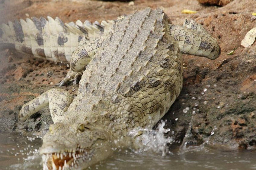 crocodile 3