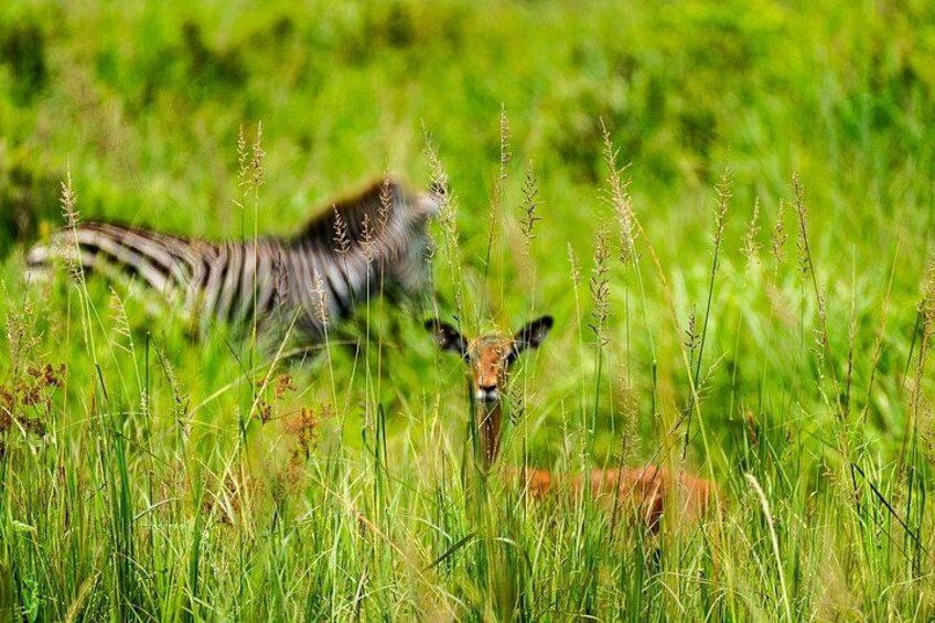 wildlife 2