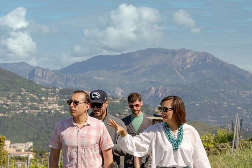 Vineyard Tour 2