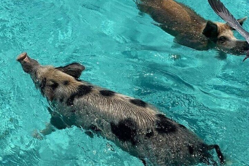 Un cerdo nadando en una piscina azul cristalina. 1