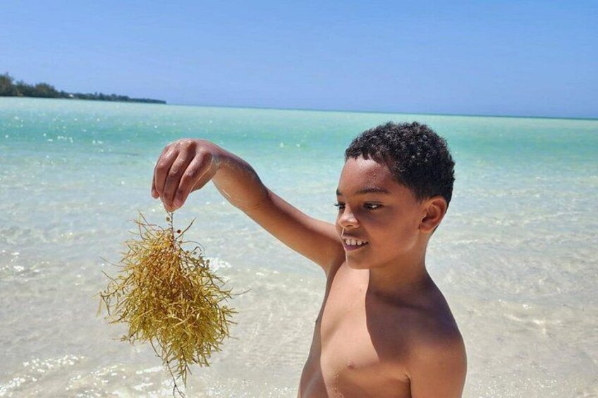 Una persona sostiene algas marinas en una playa con agua cristalina y una costa lejana. 5
