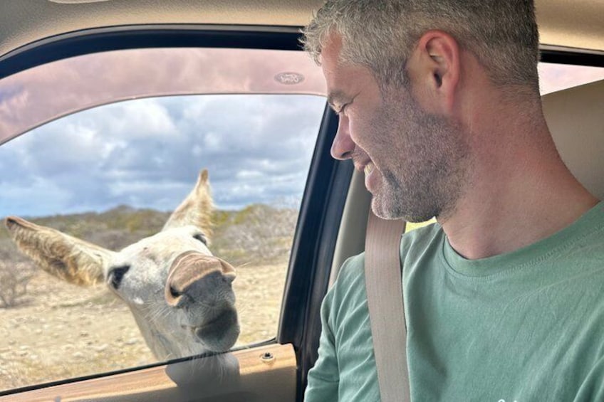 A man in a car with a giraffe's head sticking out the window. 1