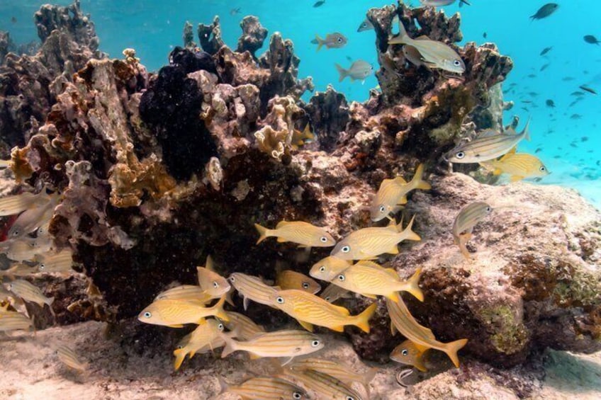 A coral reef with yellow fish swimming around. 2