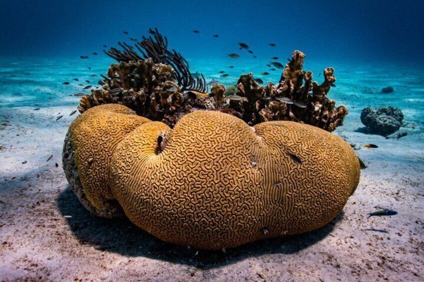 A large coral formation with intricate patterns, surrounded by smaller corals and fish in a clear blue underwater environment. 4