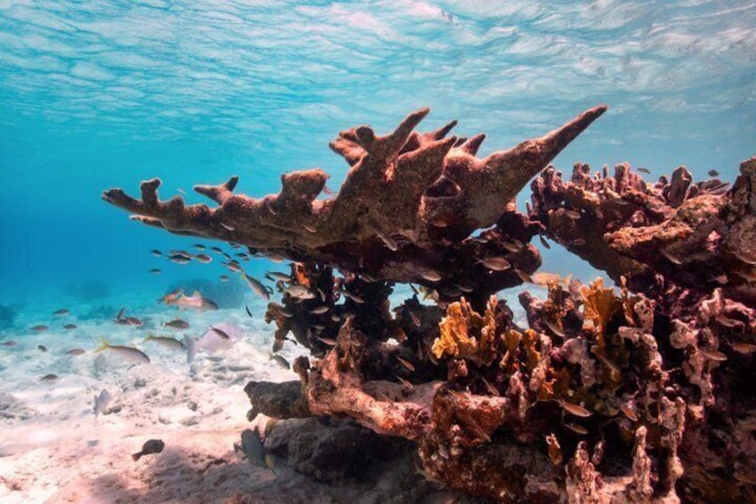 A coral reef with diverse marine life and clear blue water. 3