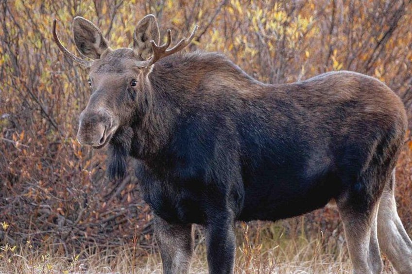 Guided Yellowstone Wildlife Tour 2