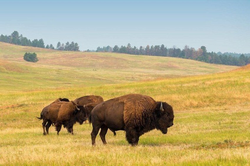 Guided Yellowstone Wildlife Tour 2