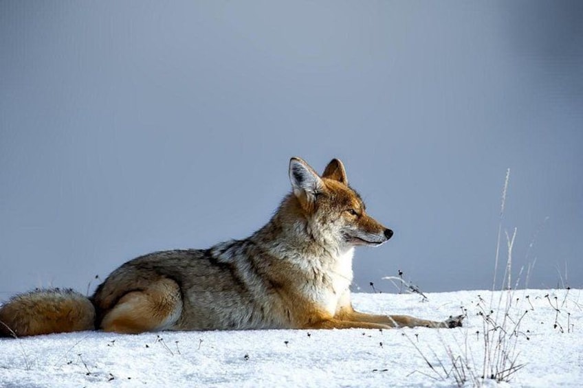 Guided Yellowstone Wildlife Tour 1