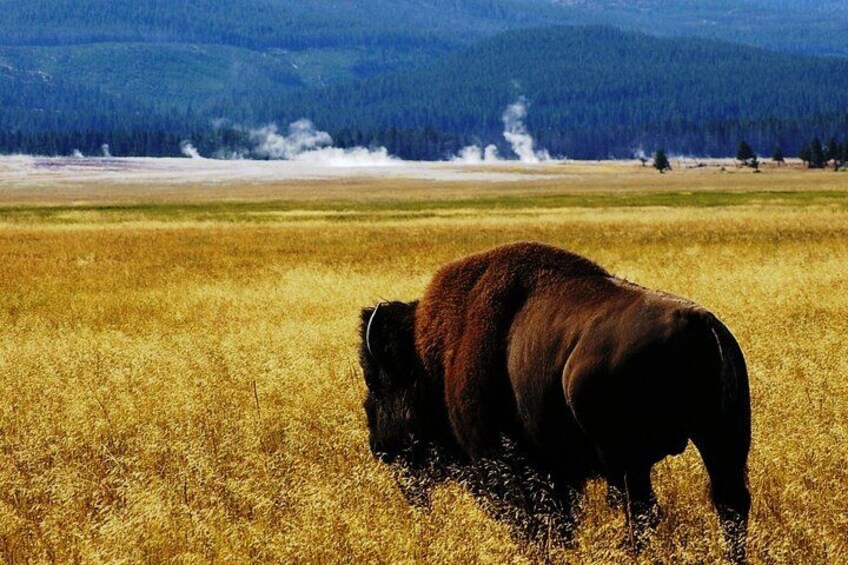Guided Yellowstone Wildlife Tour 2