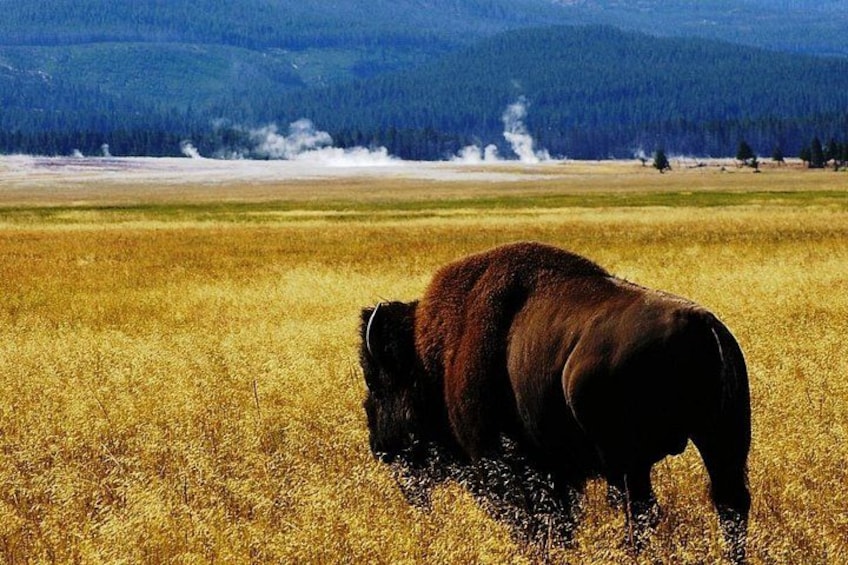 Guided Yellowstone Wildlife Tour 2