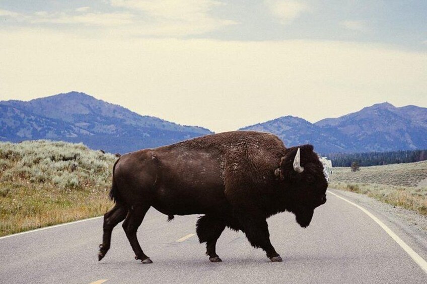 Guided Yellowstone Wildlife Tour 3