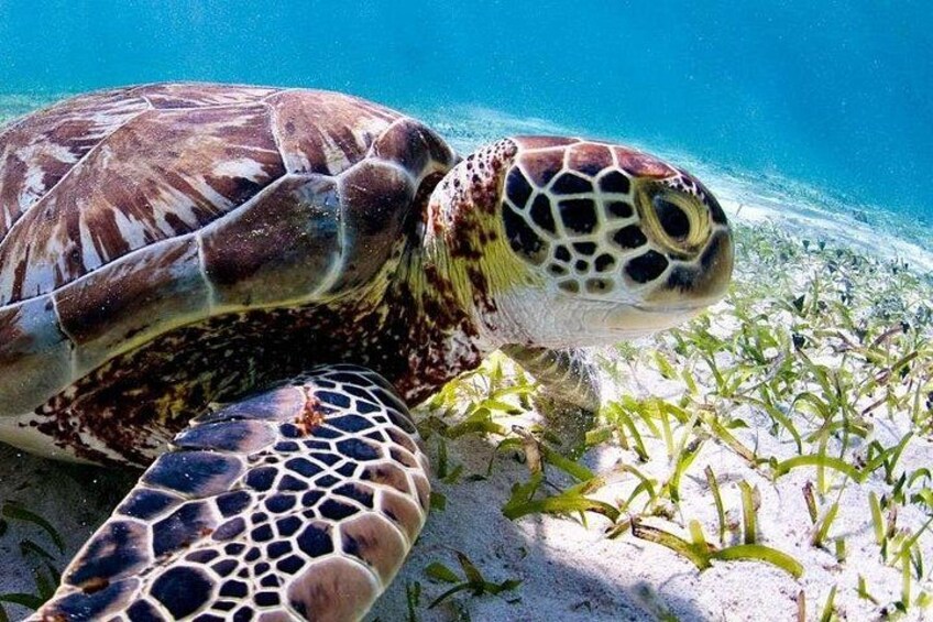 Marine Park - Private Boat charter with LOCAL Captain/ Guide 2