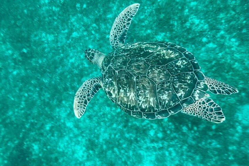 snorkeling avec une tortue verte dans les eaux turquoise de la Martinique 3