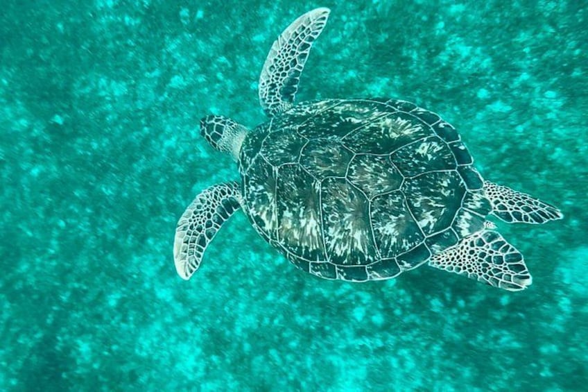 Una tortuga marina nadando bajo el agua. 5