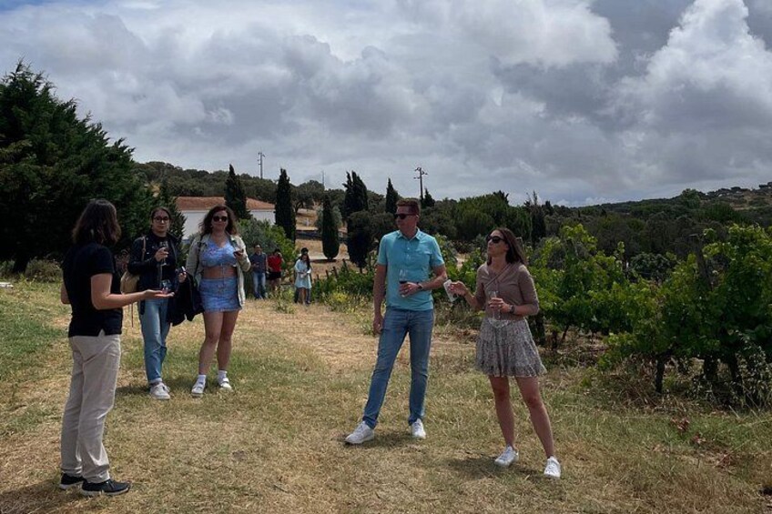A group of people standing in a vineyard with rows of grapevines. 5