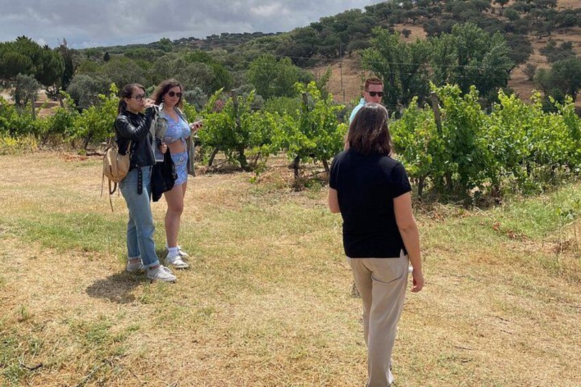 A group of people in a vineyard with rows of grapevines. 3