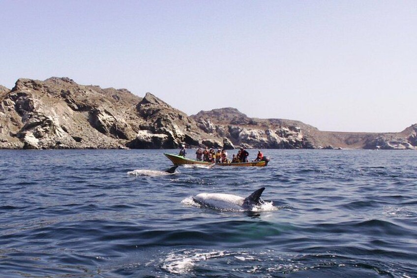 Choros Island Marine Fauna 2