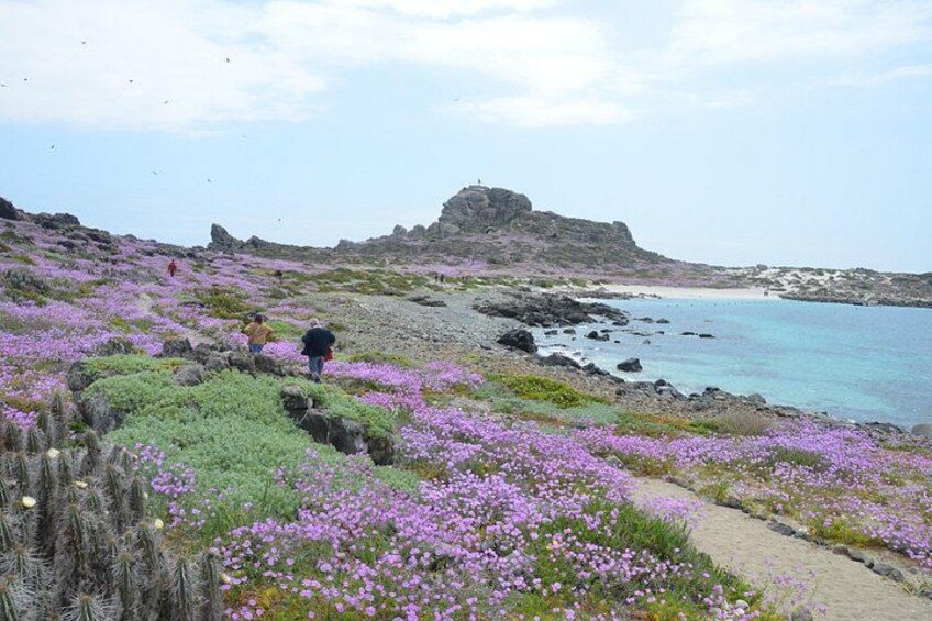 Landing on Damas Island 5