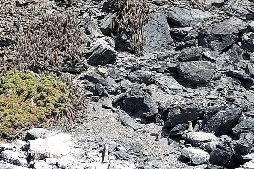 Humboldt penguin and hanging cactus 4