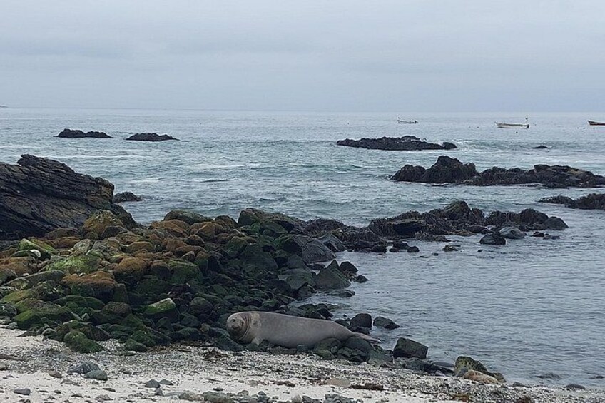 Marine Elephant in Punta de Choros 3