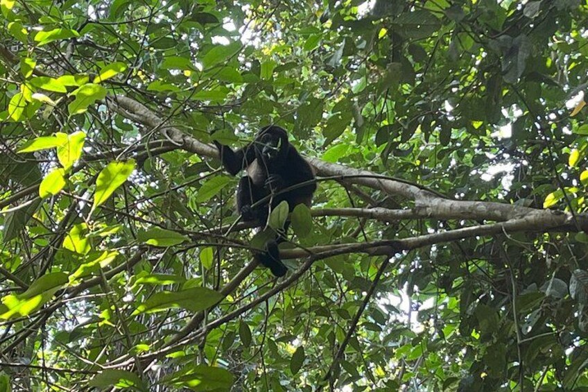 A monkey on a tree branch in a dense forest. 5