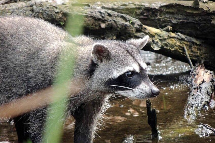 A raccoon near a water body with rocks and foliage. 4