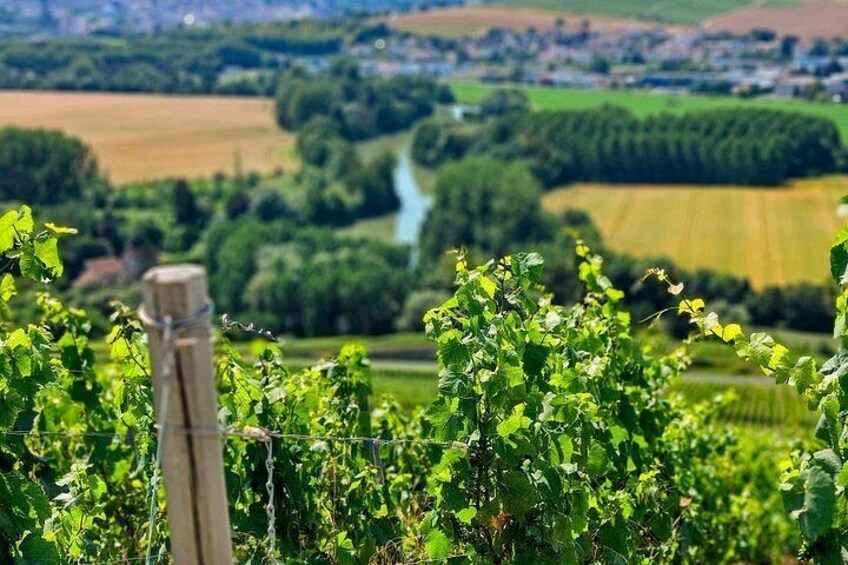 A vineyard with rows of grapevines, a wooden fence, and a river in the background. 2
