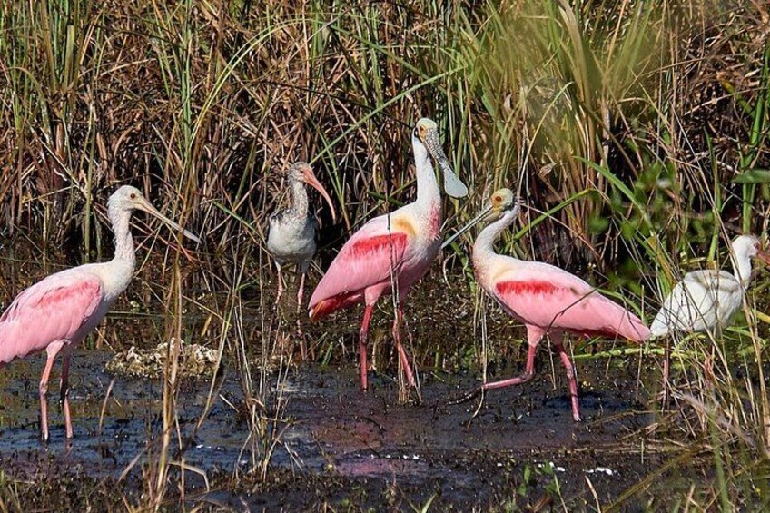 See some amazing wildlife 2