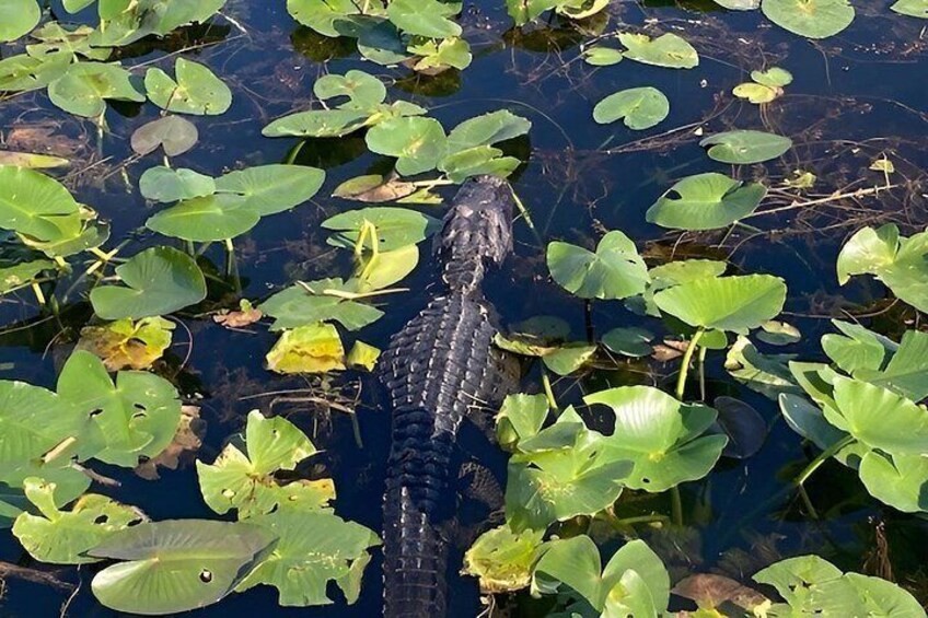 Little Havana Walking Tour + 1 Hour Everglades Airboat Ride 2