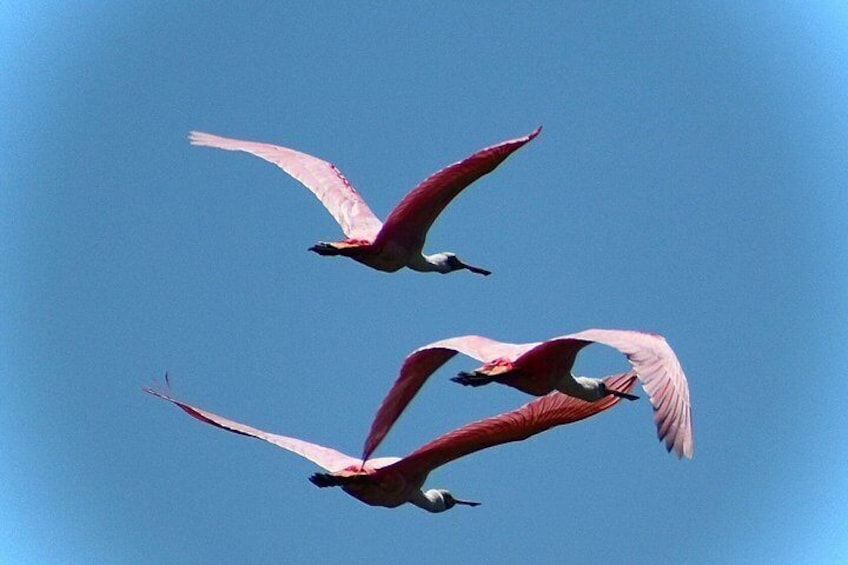 Little Havana Walking Tour + 1 Hour Everglades Airboat Ride 5